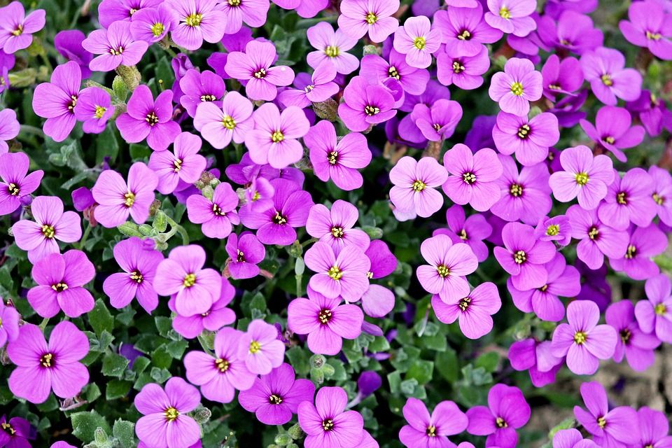 Venta de plantas de interior y exterior: Servicios de Plantas Benalla Venta de plantas de interior y exterior: Servicios de Plantas Benalla