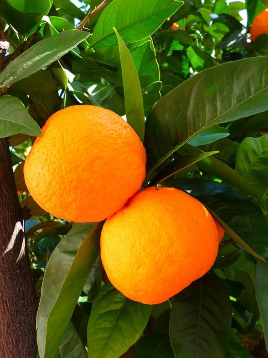 Venta de árboles: Servicios de Plantas Benalla Venta de árboles: Servicios de Plantas Benalla