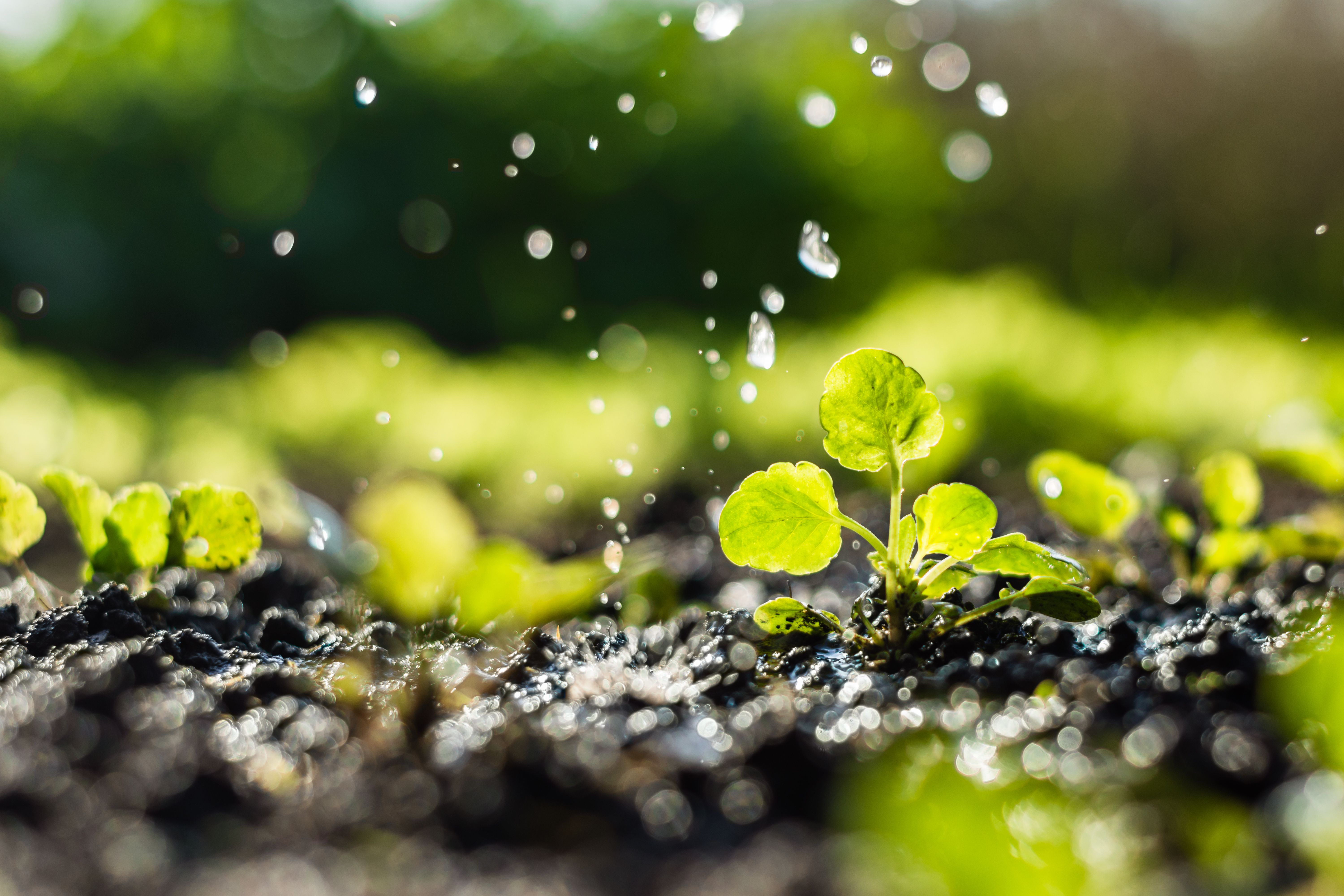 Sistemas de riego: Servicios de Plantas Benalla Sistemas de riego: Servicios de Plantas Benalla