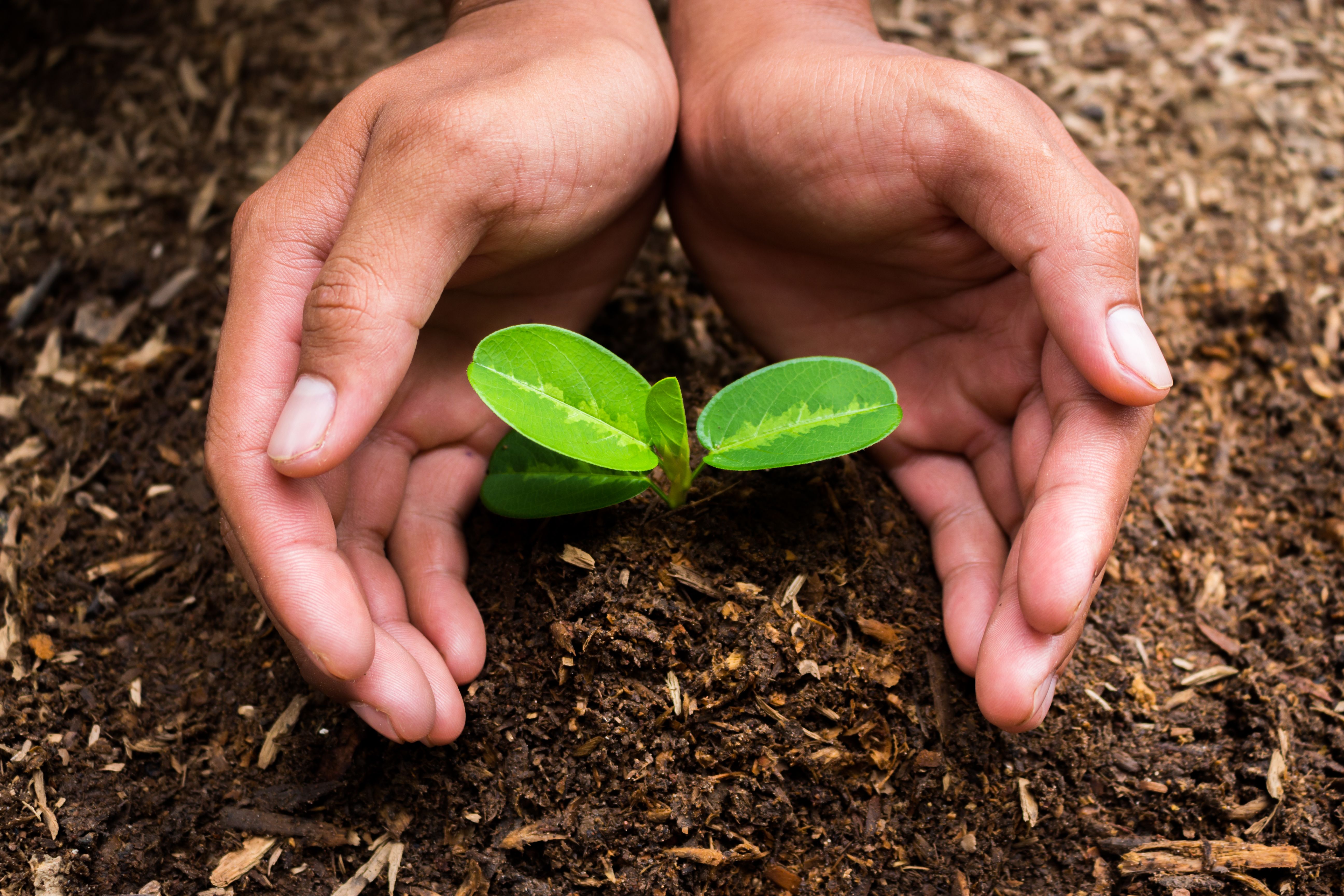 Tratamientos fitosanitarios: Servicios de Plantas Benalla Tratamientos fitosanitarios: Servicios de Plantas Benalla