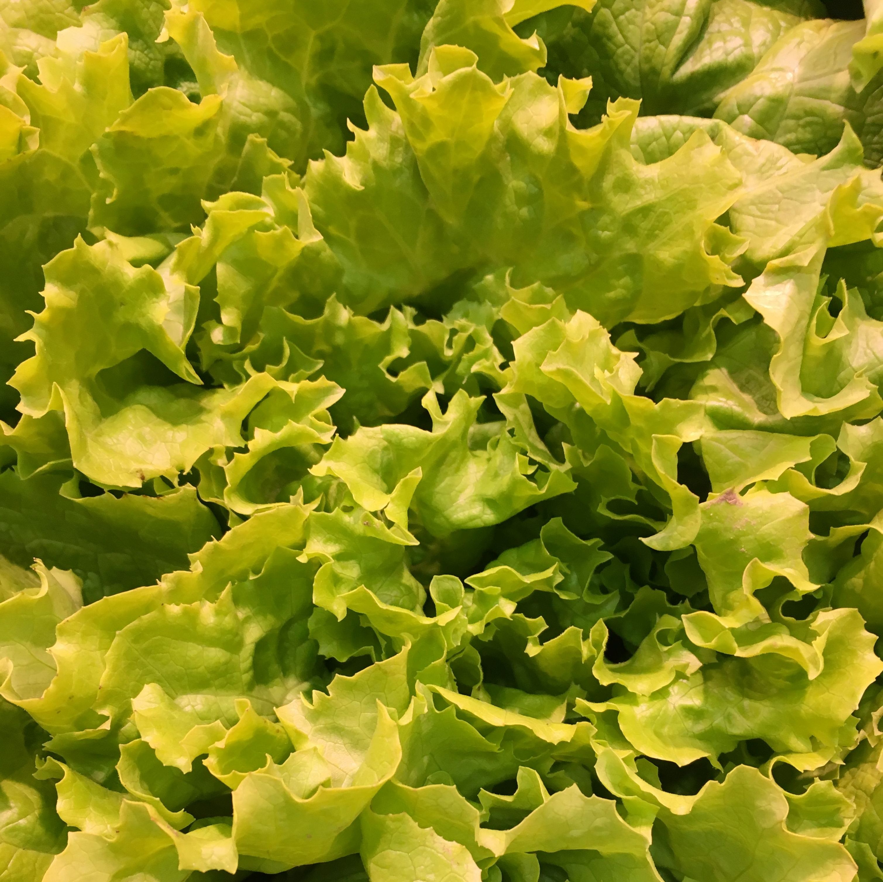 Lechuga de Batavia: Catálogo de FRUTAS PAULA Lechuga de Batavia: Catálogo de FRUTAS PAULA
