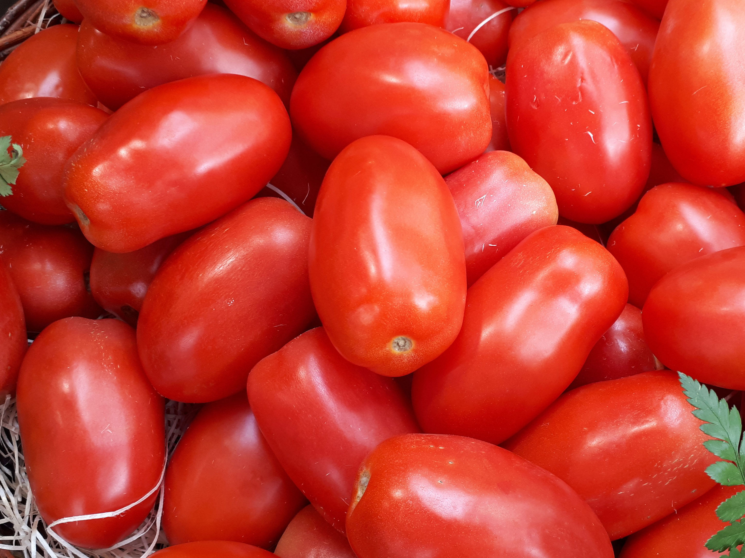 Tomates pera: Catálogo de FRUTAS PAULA Tomates pera: Catálogo de FRUTAS PAULA