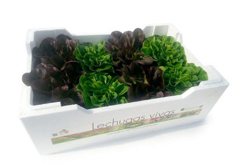 lechugas vivas lechugas vivas