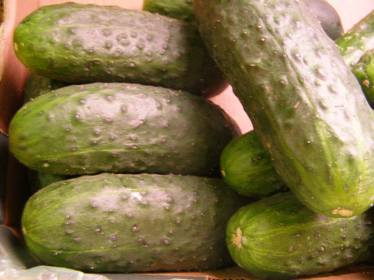 Pepino Español. Pepino Español.