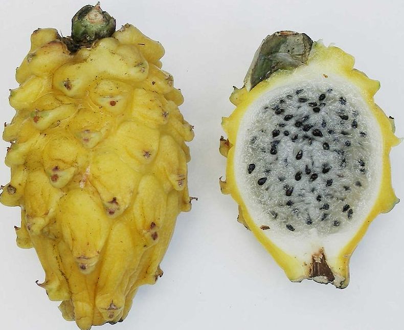 Pitaya Amarilla: Catálogo de FRUTAS PAULA Pitaya Amarilla: Catálogo de FRUTAS PAULA