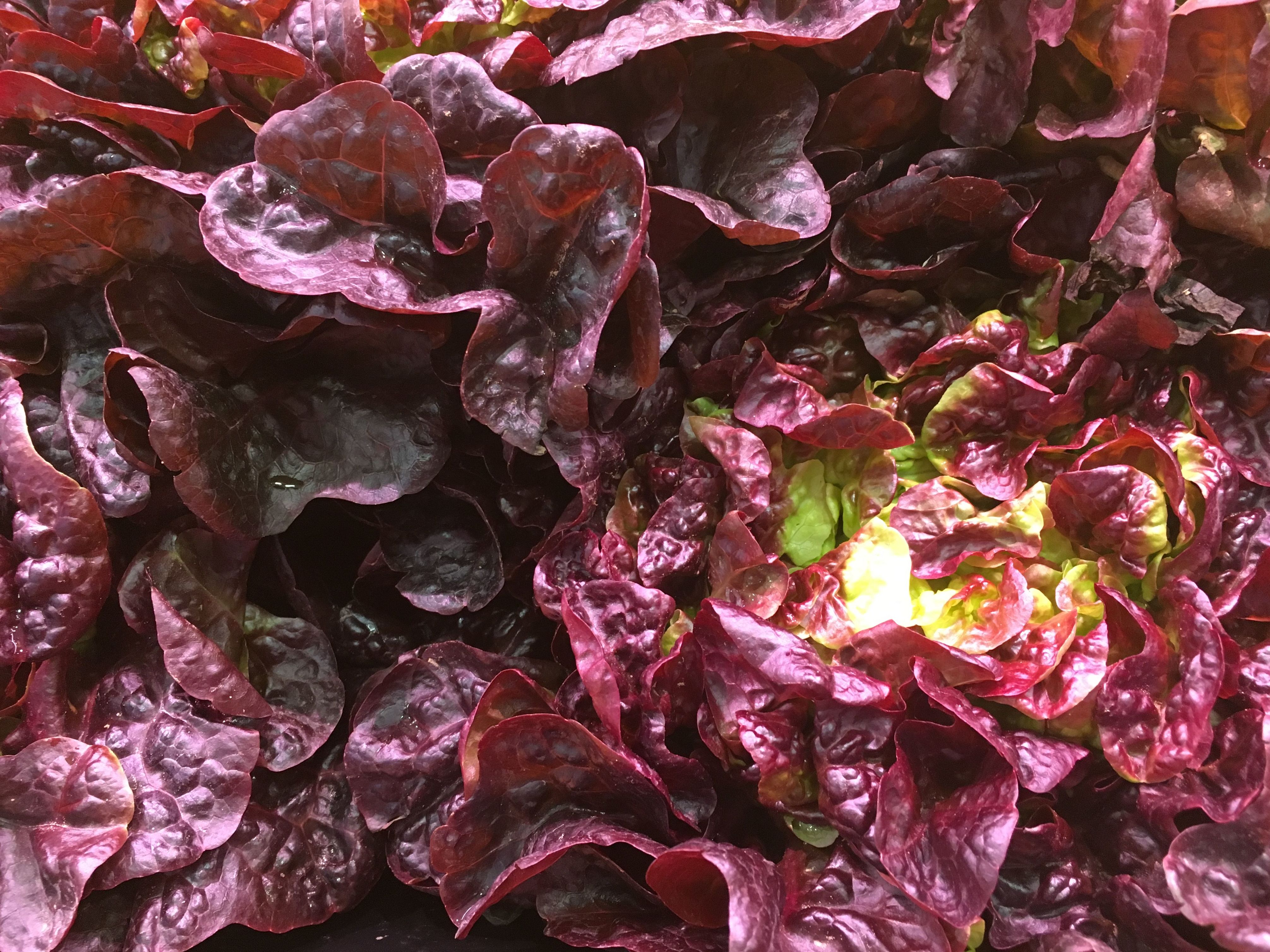 Lechuga de hoja de roble. Lechuga de hoja de roble.