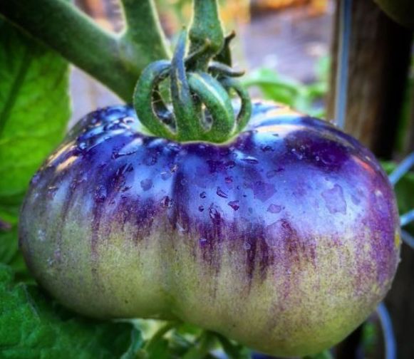 Tomate azul: Catálogo de FRUTAS PAULA Tomate azul: Catálogo de FRUTAS PAULA