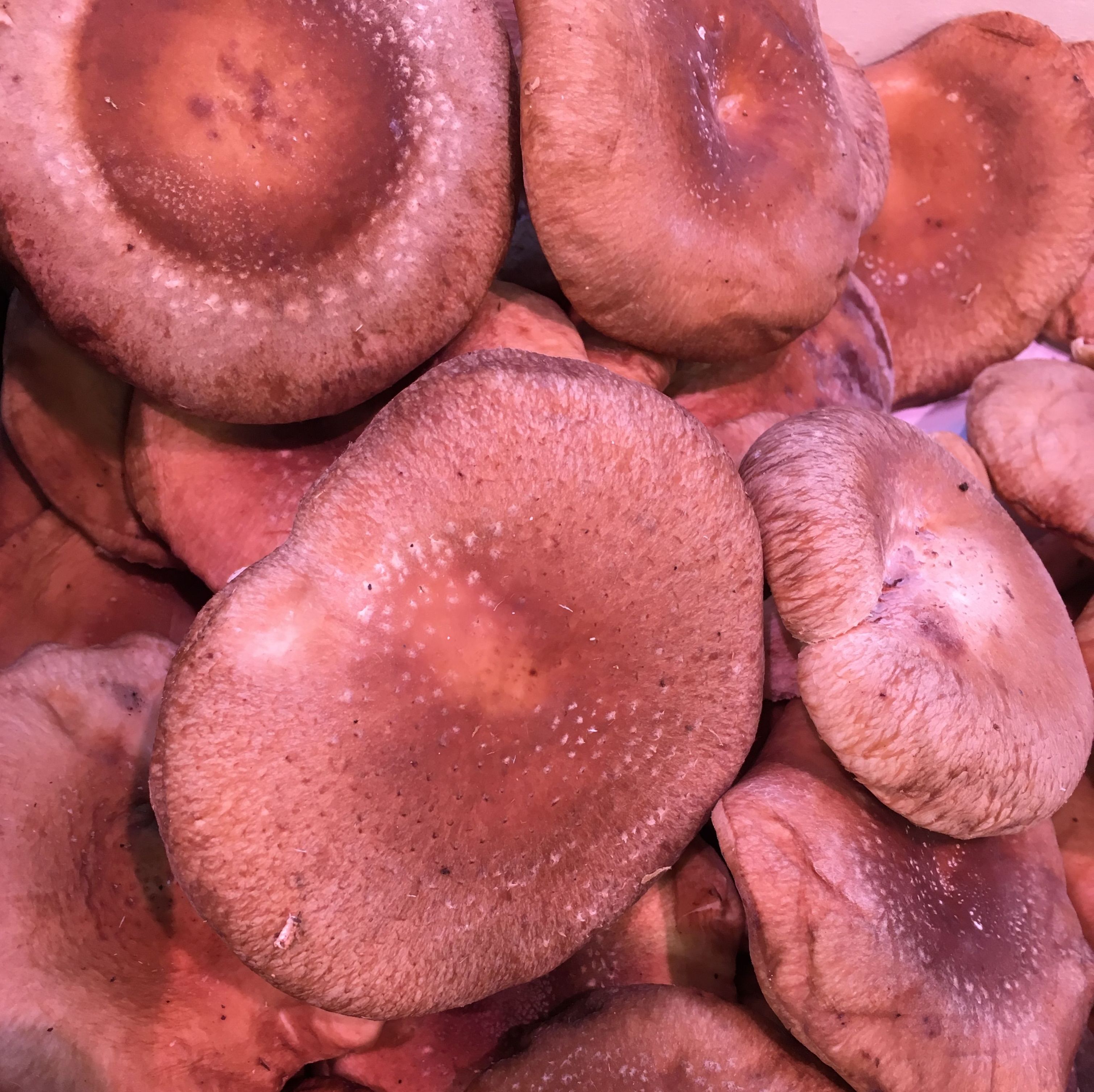 Shiitake Shiitake