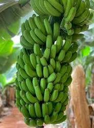 Plátano: Catálogo de FRUTAS PAULA Plátano: Catálogo de FRUTAS PAULA
