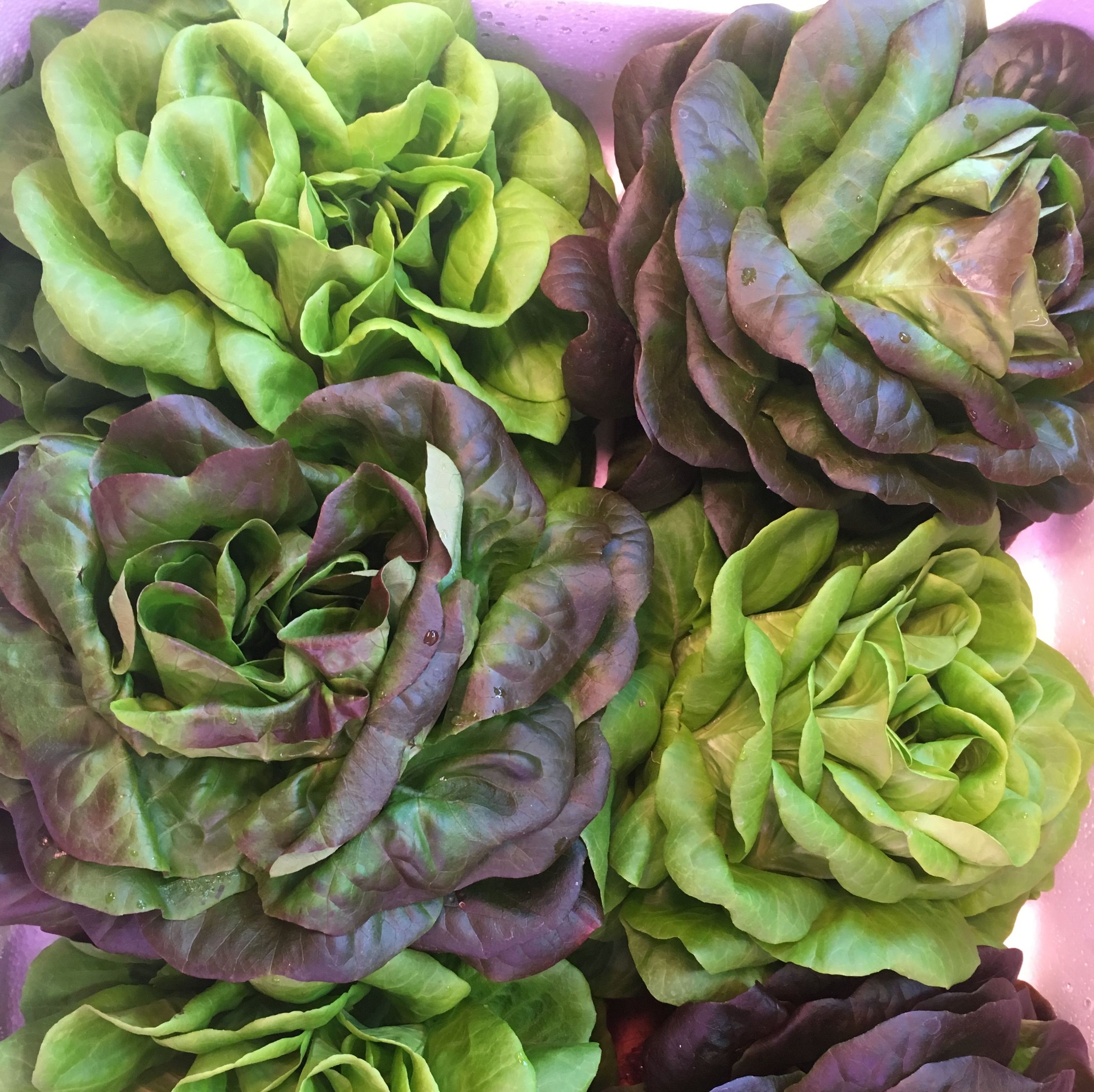lechuga viva lechuga viva