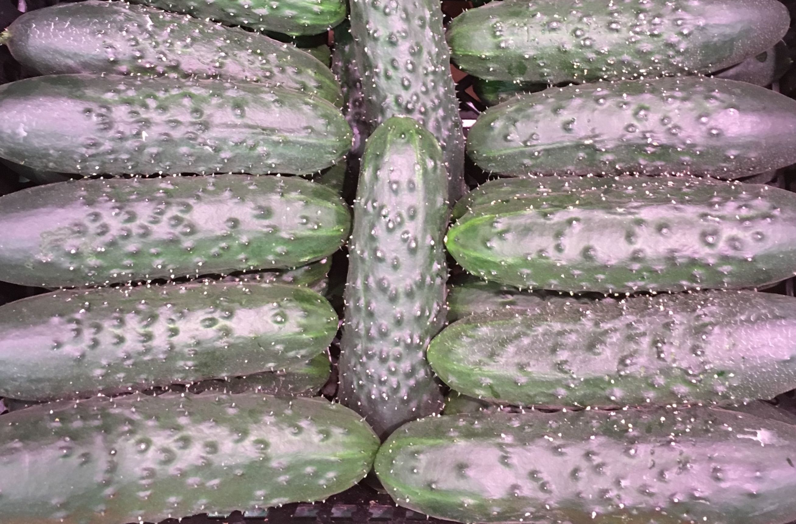 Pepino Español. Pepino Español.