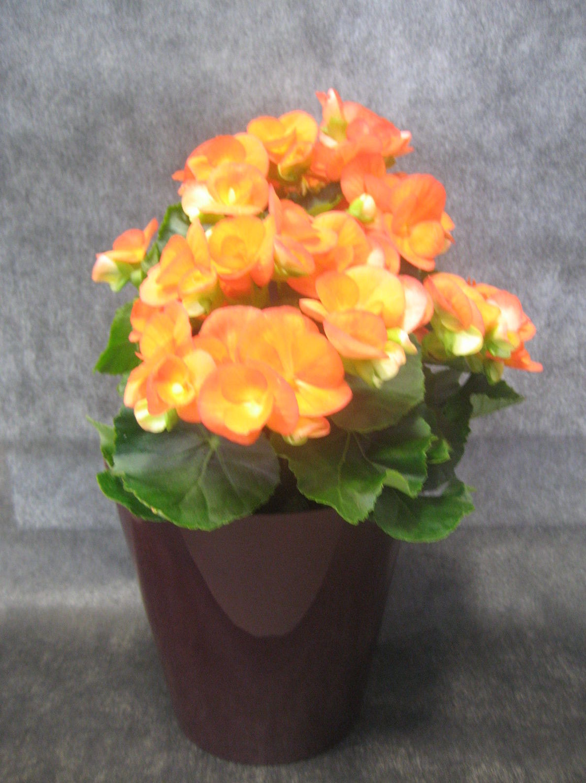 Begonia Elatior Naranja: Nuestras flores de Bouquet Flores y Plantas