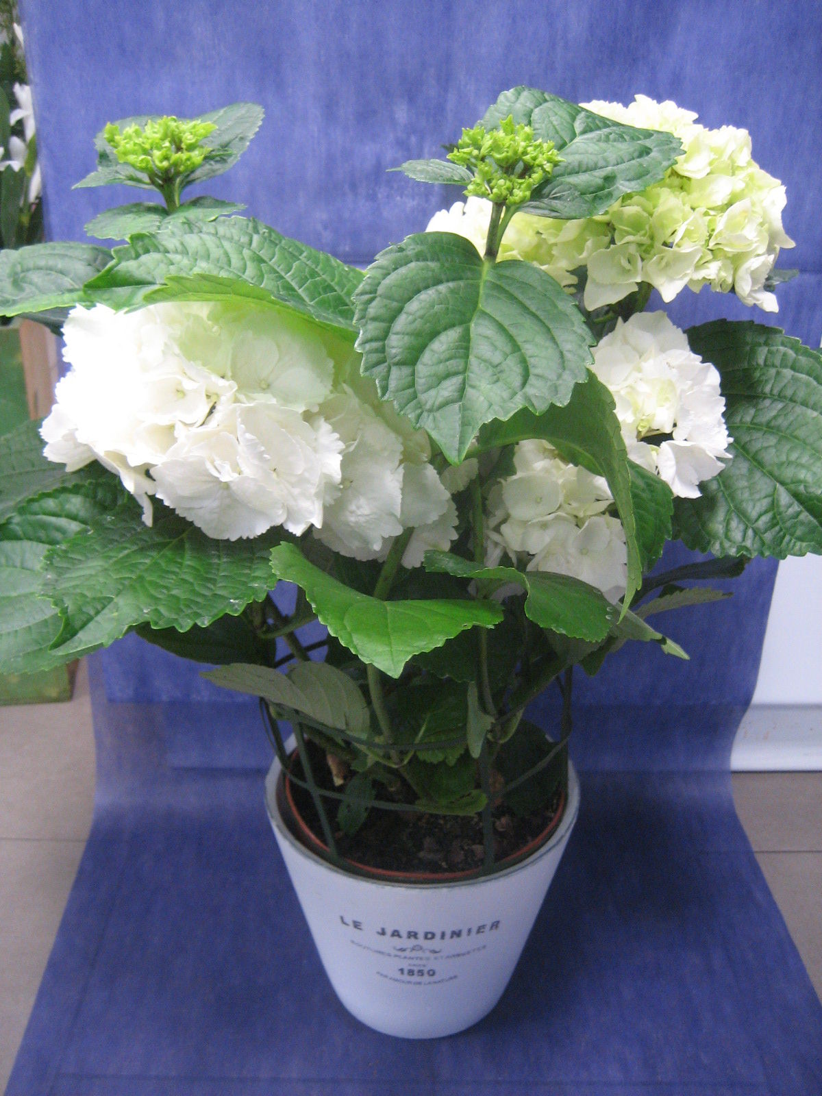 Hortensia Blanca: Nuestras flores de Bouquet Flores y Plantas