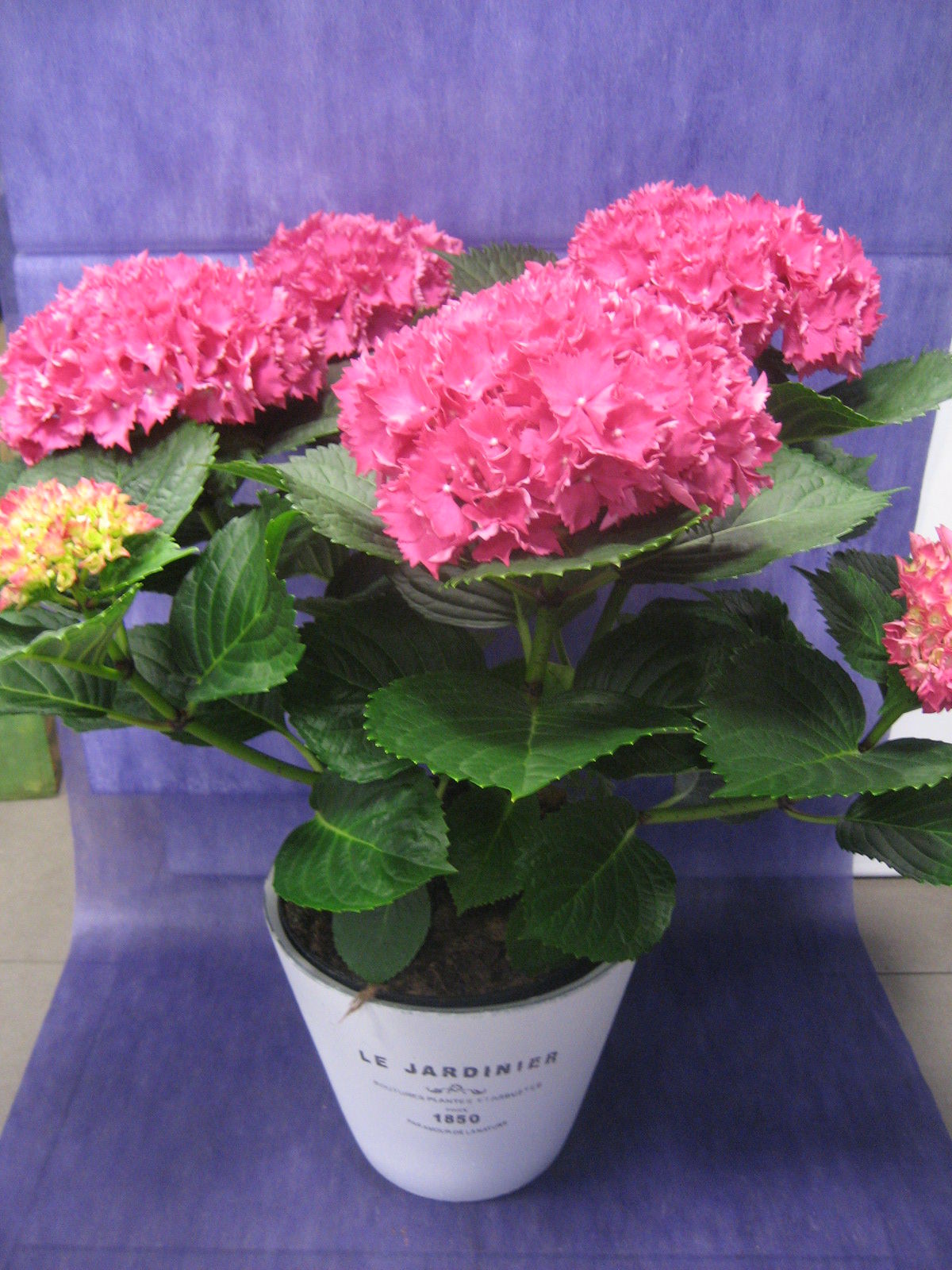 Hortensia Rosa Fucsia: Nuestras flores de Bouquet Flores y Plantas