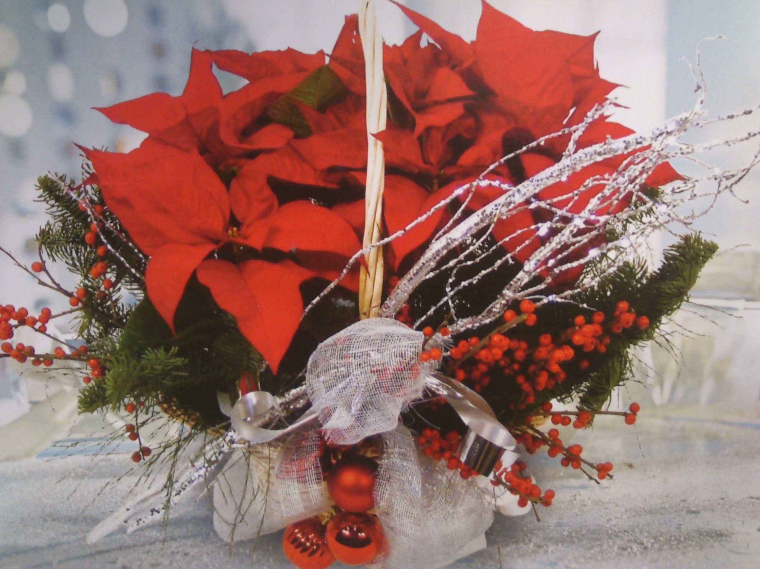 Poinsetia Poinsetia