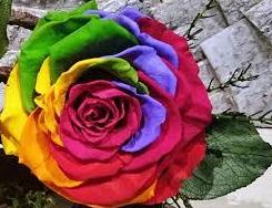 Rosa Preservada Arco Iris: Nuestras flores de Bouquet Flores y Plantas Rosa Preservada Arco Iris: Nuestras flores de Bouquet Flores y Plantas