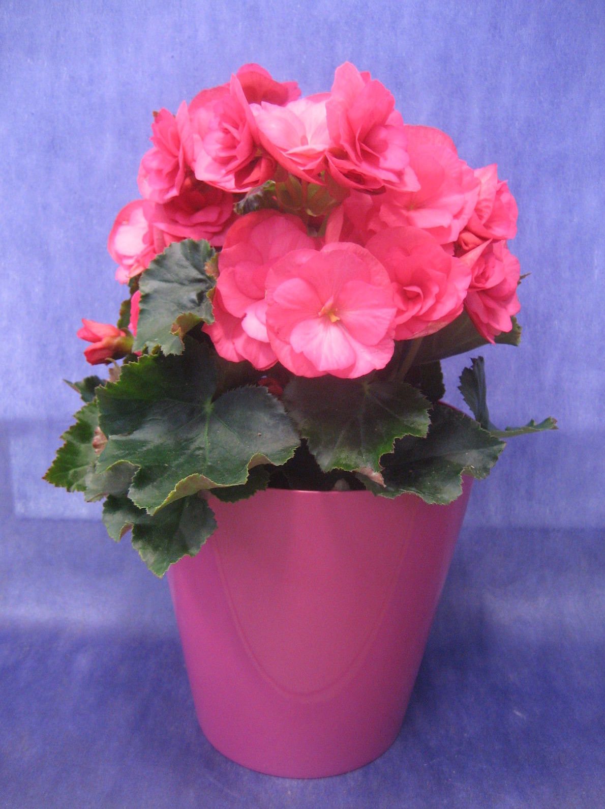 Begonia Elatior Rosa: Nuestras flores de Bouquet Flores y Plantas