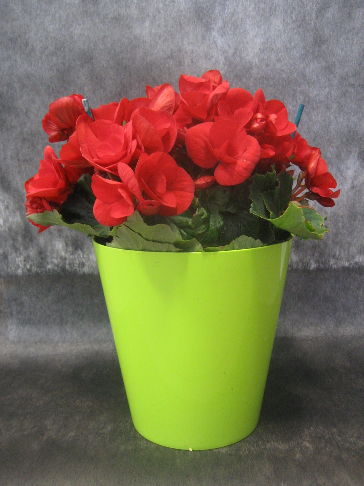 Begonia Elatior Roja: Nuestras flores de Bouquet Flores y Plantas