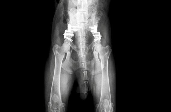 Traumatología y Ortopedia. Neurocirugía: Servicios de Centro Veterinario Sur Traumatología y Ortopedia. Neurocirugía: Servicios de Centro Veterinario Sur