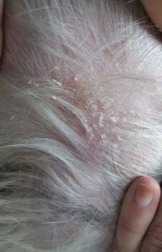 Dermatología: Servicios de Centro Veterinario Sur Dermatología: Servicios de Centro Veterinario Sur