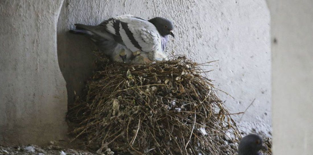 Control de palomas: Servicios de Juan Falcon Control de palomas: Servicios de Juan Falcon