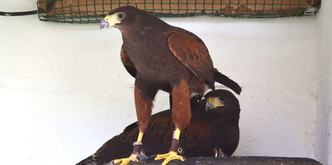 Cría de rapaces: Servicios de Juan Falcon Cría de rapaces: Servicios de Juan Falcon