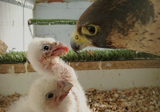 Cría de rapaces: Servicios de Juan Falcon Cría de rapaces: Servicios de Juan Falcon