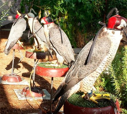 Cursos de cetrería: Servicios de Juan Falcon Cursos de cetrería: Servicios de Juan Falcon