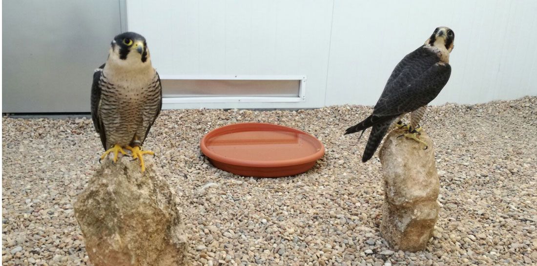 Cría de rapaces: Servicios de Juan Falcon Cría de rapaces: Servicios de Juan Falcon