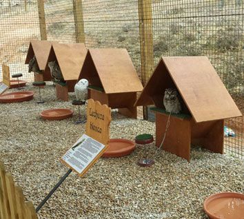 Exhibiciones estáticas y de vuelo de rapaces: Servicios de Juan Falcon Exhibiciones estáticas y de vuelo de rapaces: Servicios de Juan Falcon