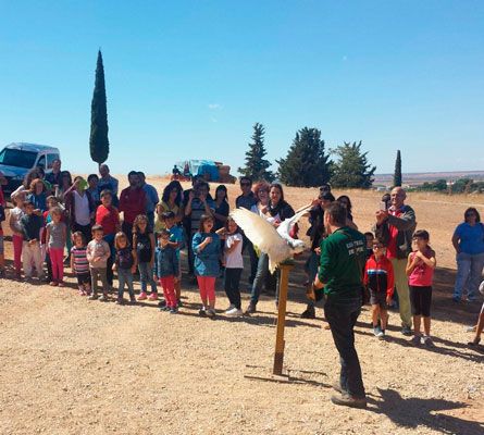 Exhibiciones estáticas y de vuelo de rapaces: Servicios de Juan Falcon Exhibiciones estáticas y de vuelo de rapaces: Servicios de Juan Falcon