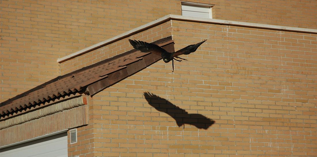 Control de palomas: Servicios de Juan Falcon Control de palomas: Servicios de Juan Falcon
