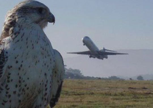 Control de aves: Servicios de Juan Falcon Control de aves: Servicios de Juan Falcon