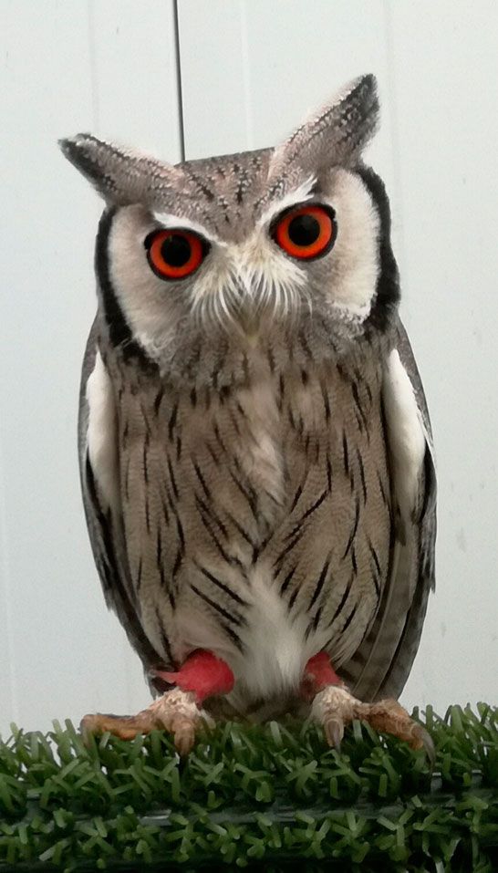 Cría de rapaces: Servicios de Juan Falcon Cría de rapaces: Servicios de Juan Falcon
