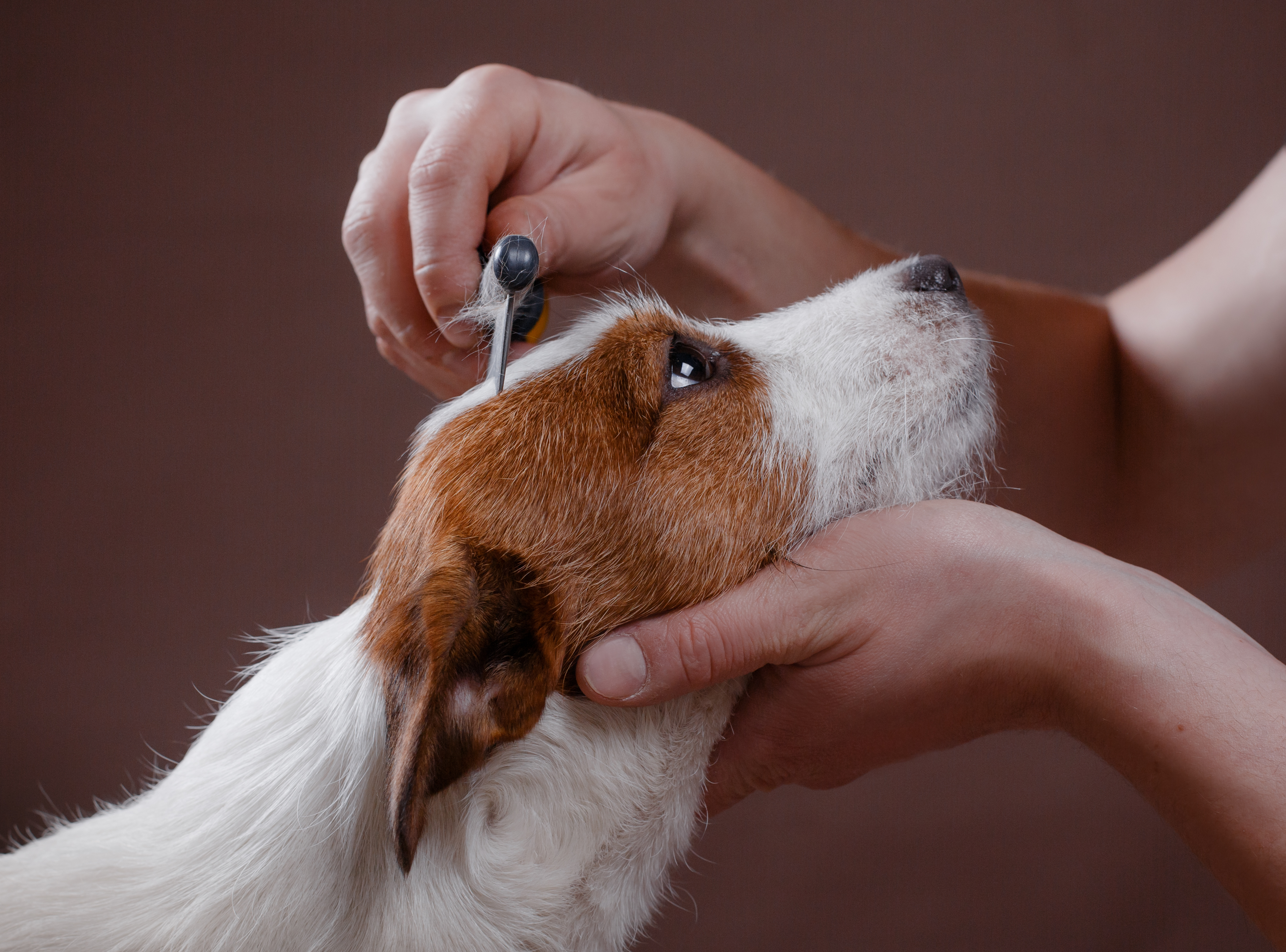 Peluquería canina y felina: Servicios de Doctoras Vet Clínica Veterinaria Peluquería canina y felina: Servicios de Doctoras Vet Clínica Veterinaria