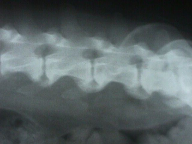 CONSULTA Y CIRUGIA TRAUMATOLOGICA: SERVICIOS de Clínica Veterinaria Godelleta CONSULTA Y CIRUGIA TRAUMATOLOGICA: SERVICIOS de Clínica Veterinaria Godelleta