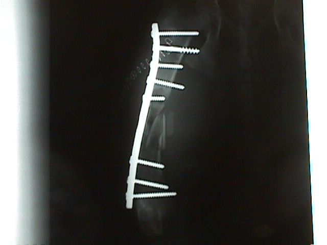 CONSULTA Y CIRUGIA TRAUMATOLOGICA: SERVICIOS de Clínica Veterinaria Godelleta CONSULTA Y CIRUGIA TRAUMATOLOGICA: SERVICIOS de Clínica Veterinaria Godelleta