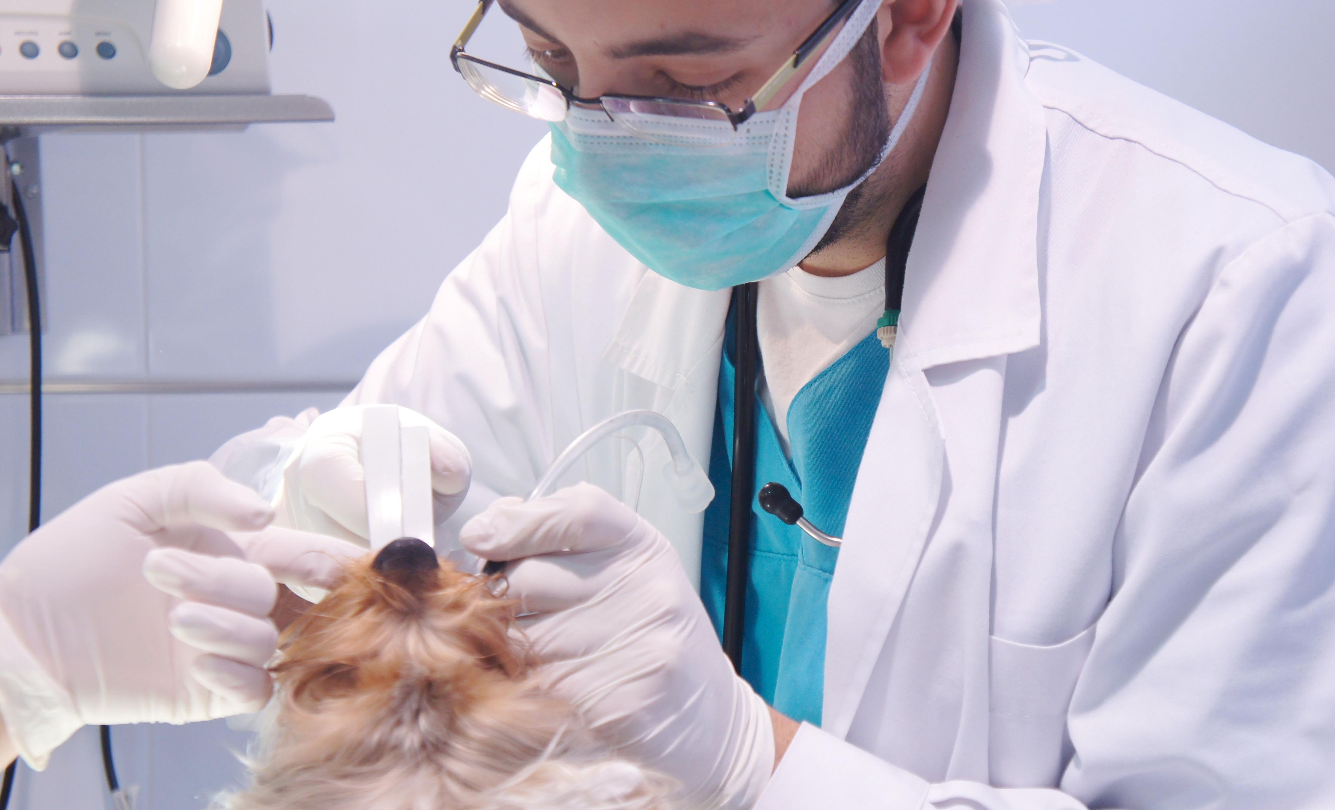 MONITORIZACIÓN, ANESTESIA Y ANALGESIA: SERVICIOS de Clínica Veterinaria Godelleta MONITORIZACIÓN, ANESTESIA Y ANALGESIA: SERVICIOS de Clínica Veterinaria Godelleta
