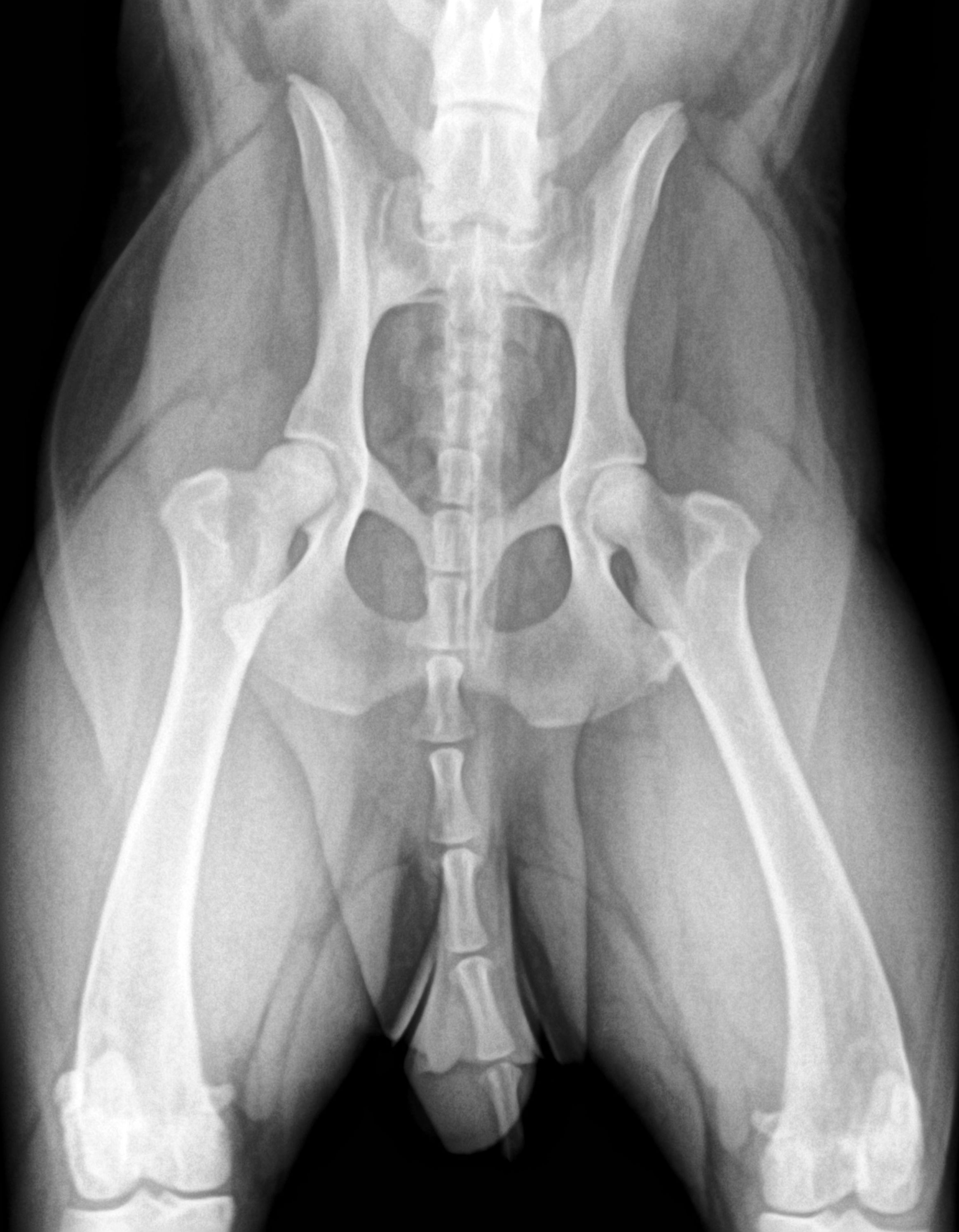 RADIOLOGÍA DIGITAL: SERVICIOS de Clínica Veterinaria Godelleta RADIOLOGÍA DIGITAL: SERVICIOS de Clínica Veterinaria Godelleta