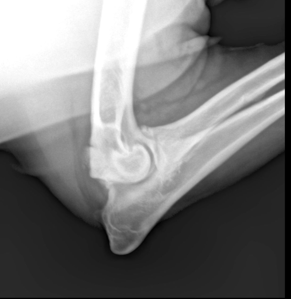RADIOLOGÍA DIGITAL: SERVICIOS de Clínica Veterinaria Godelleta RADIOLOGÍA DIGITAL: SERVICIOS de Clínica Veterinaria Godelleta