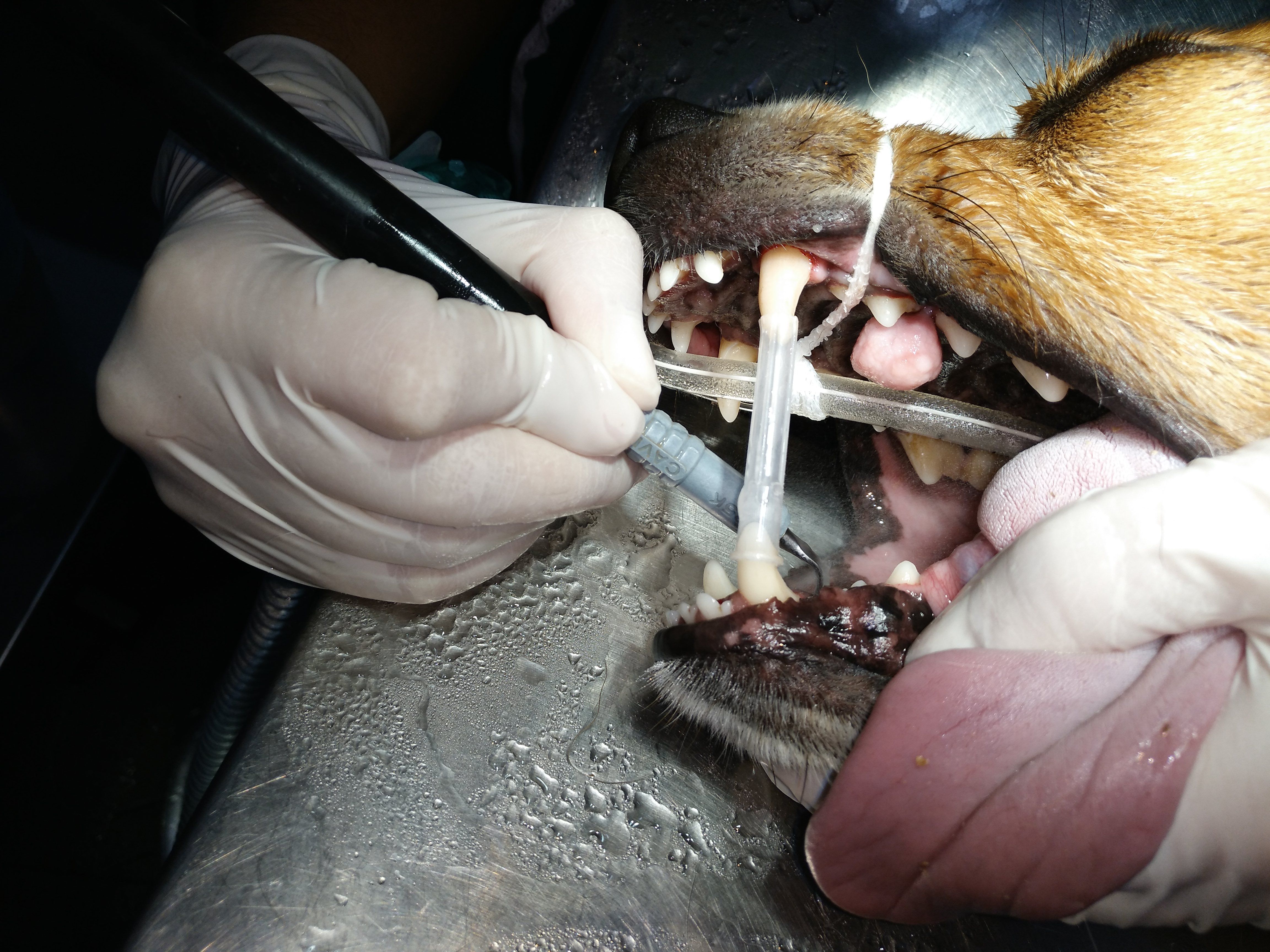 Salud bucodental: Servicios de Clínica Veterinaria Llíria Salud bucodental: Servicios de Clínica Veterinaria Llíria