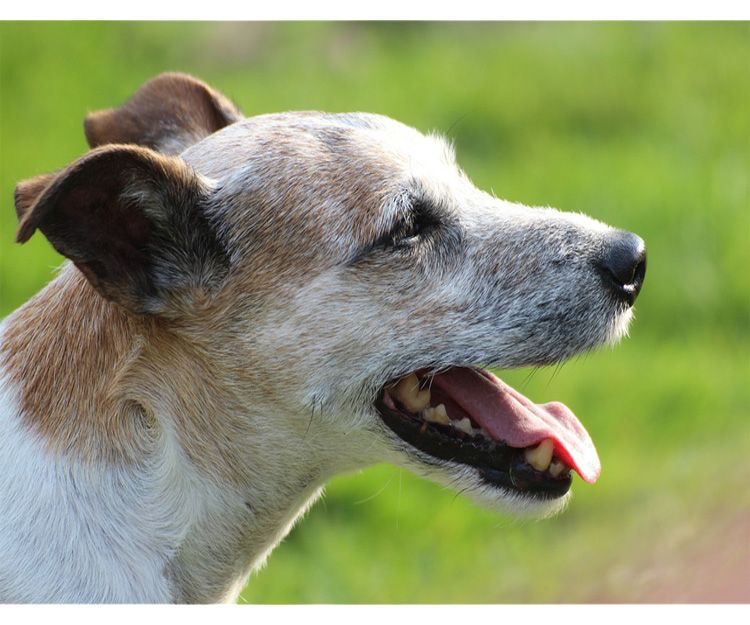 Salud bucodental: Servicios de Clínica Veterinaria Llíria Salud bucodental: Servicios de Clínica Veterinaria Llíria