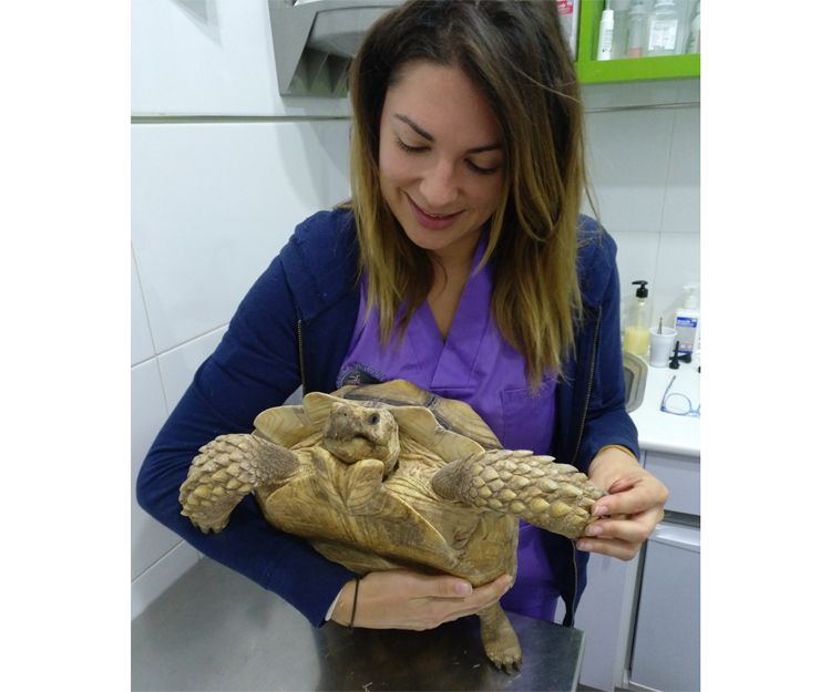 Veterinario especializado en animales exóticos en Llíria, Valencia