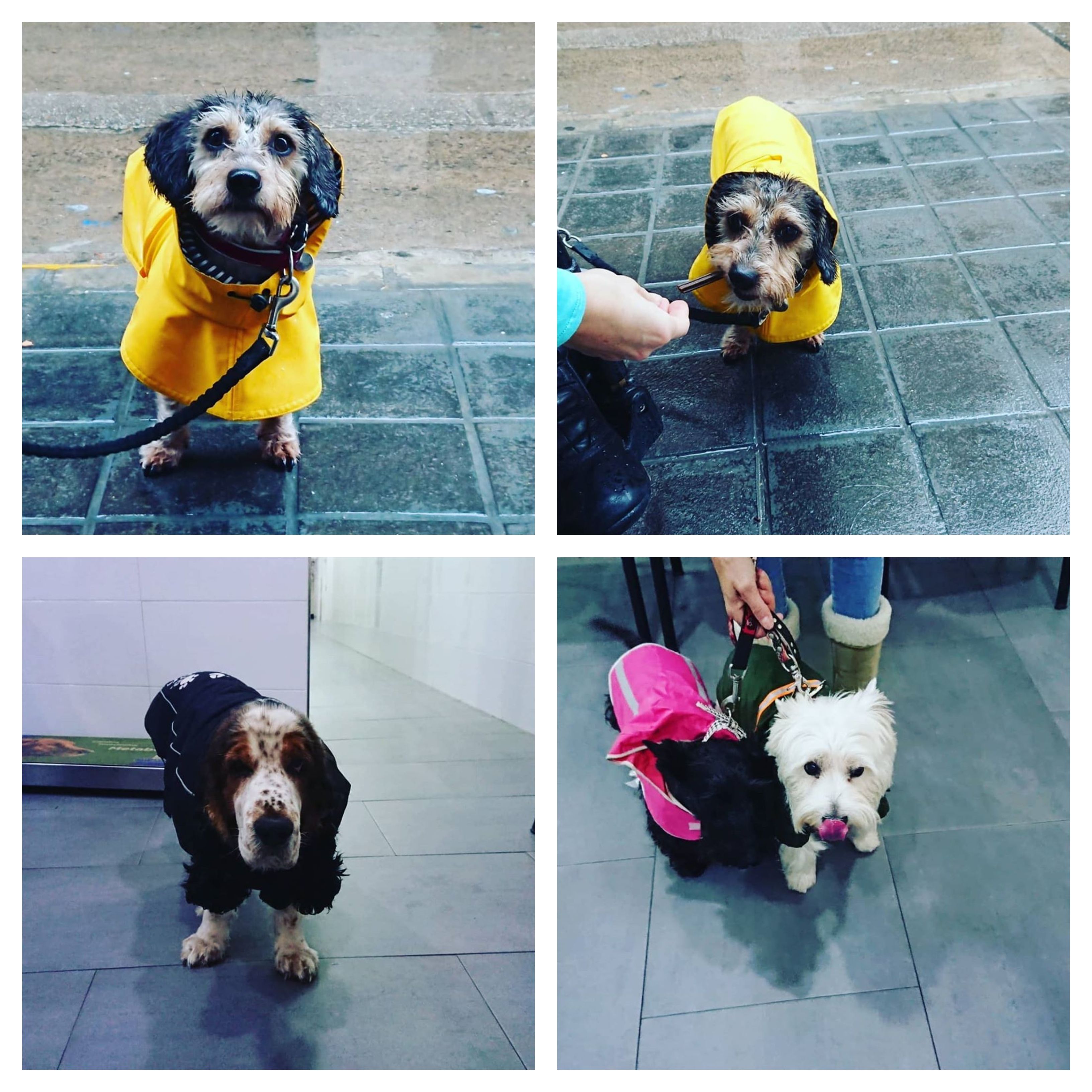La lluvia no es un impedimento para ellos!! Lola, Logan, Luna y Flor nos visitan con chubasquero. @ LLIRIA, Spain