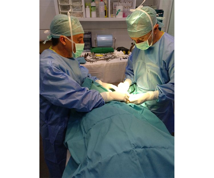 Veterinario especializado en cirugía en Llíria, Valencia