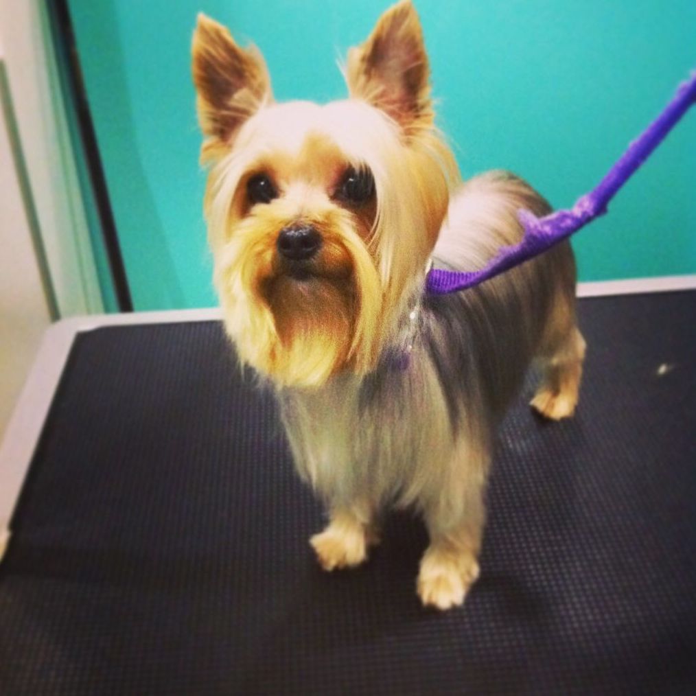 Peluquería canina y para otras mascotas: Productos y Servicios de Narval Mascotas Peluquería canina y para otras mascotas: Productos y Servicios de Narval Mascotas