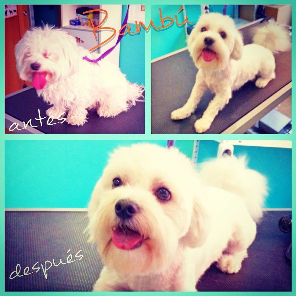 Peluquería canina y para otras mascotas: Productos y Servicios de Narval Mascotas Peluquería canina y para otras mascotas: Productos y Servicios de Narval Mascotas