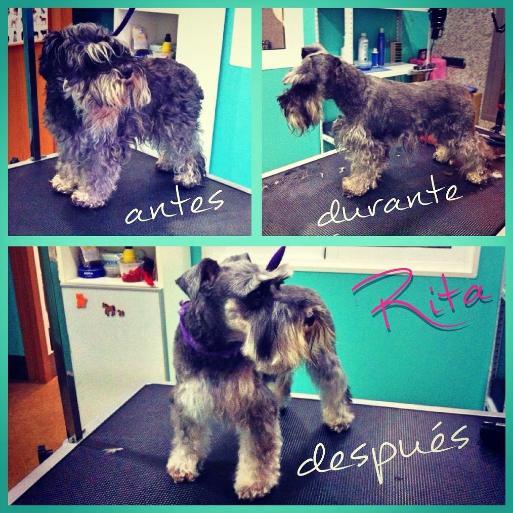 Peluquería canina y para otras mascotas: Productos y Servicios de Narval Mascotas Peluquería canina y para otras mascotas: Productos y Servicios de Narval Mascotas