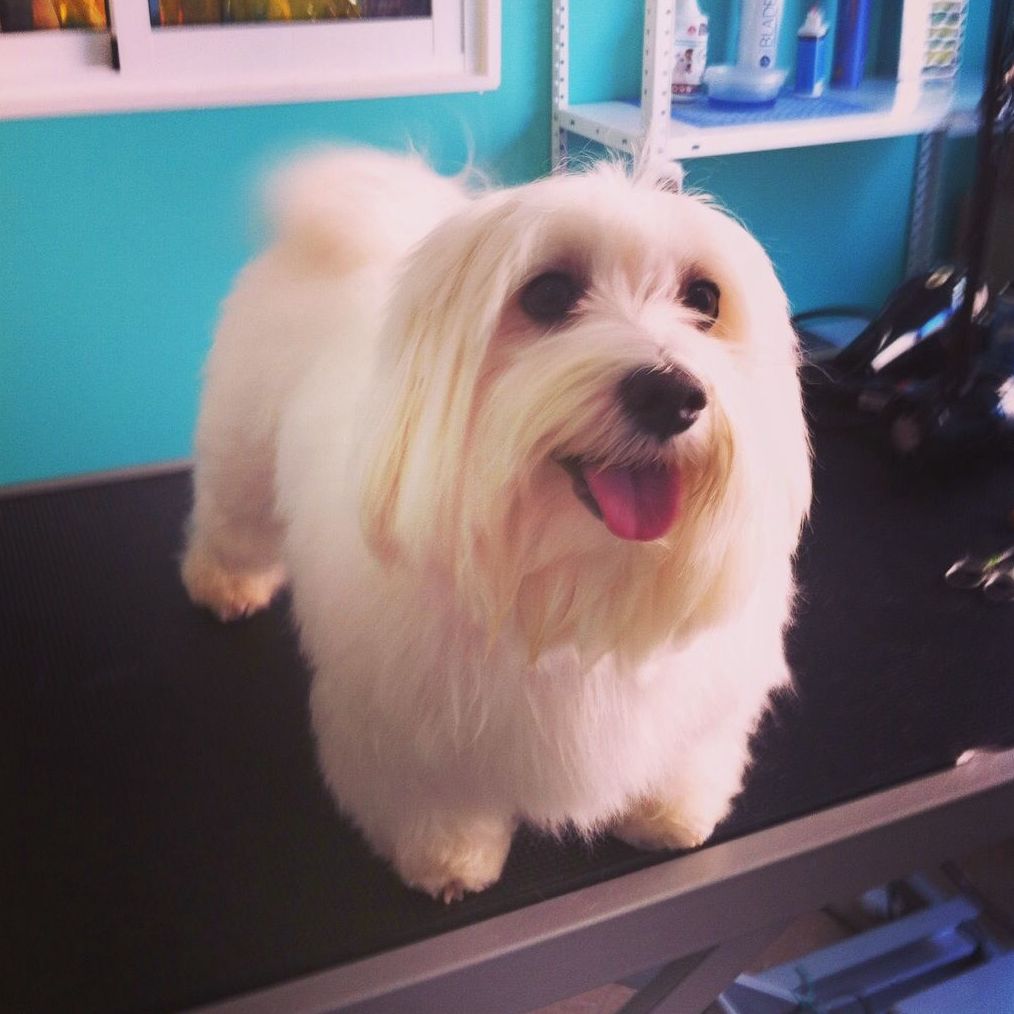 Peluquería canina y para otras mascotas: Productos y Servicios de Narval Mascotas Peluquería canina y para otras mascotas: Productos y Servicios de Narval Mascotas