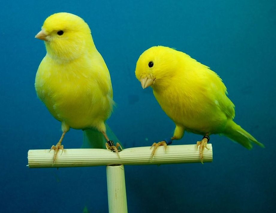 Hacer deporte secuestrar Perder la paciencia Venta de canarios: Mascotas y alimentación de Pajarería Ricky